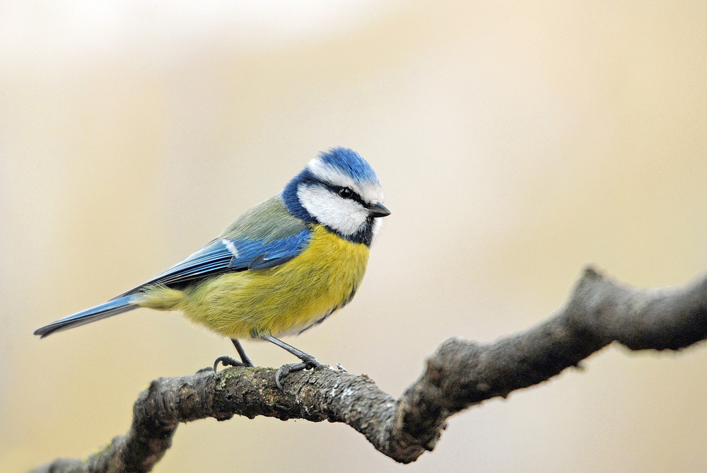 Mésange bleue