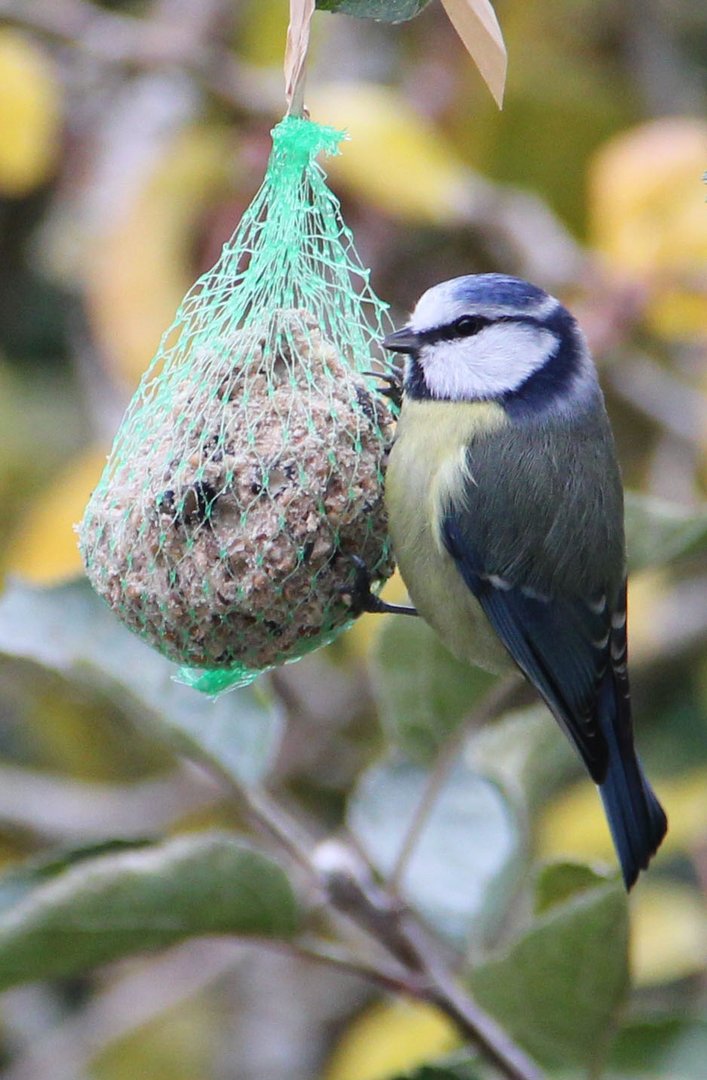 Mésange bleue