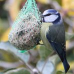 Mésange bleue