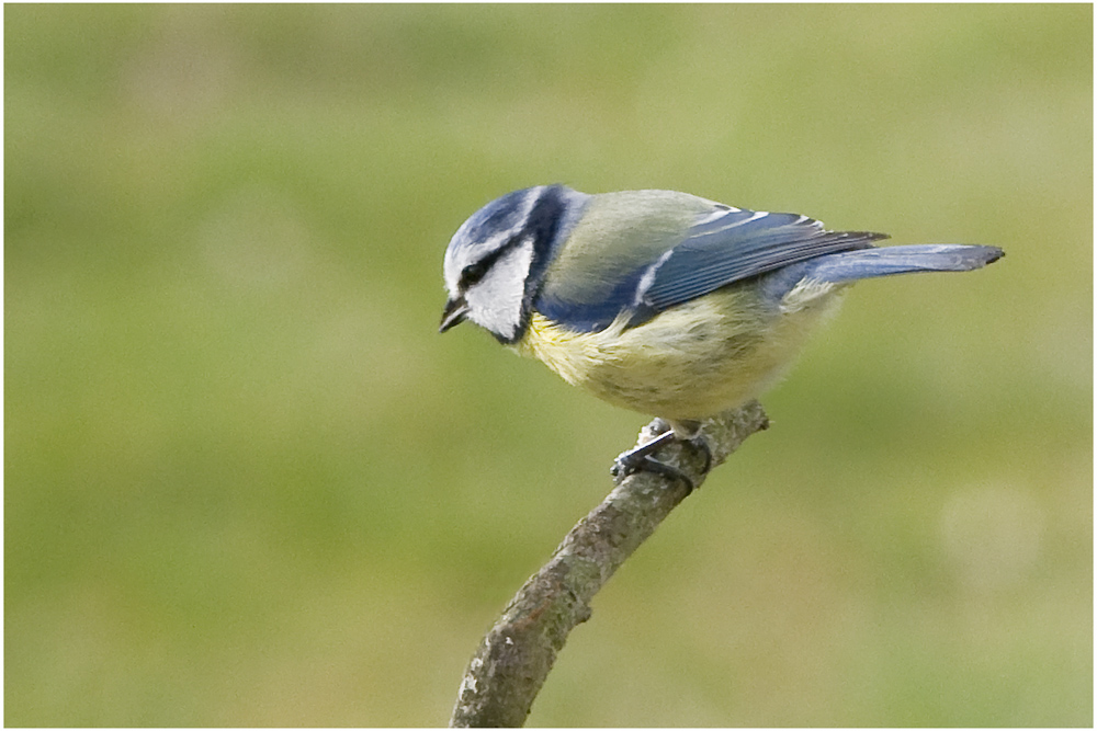 Mésange bleue (6)