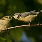 mésange bleue  (60)