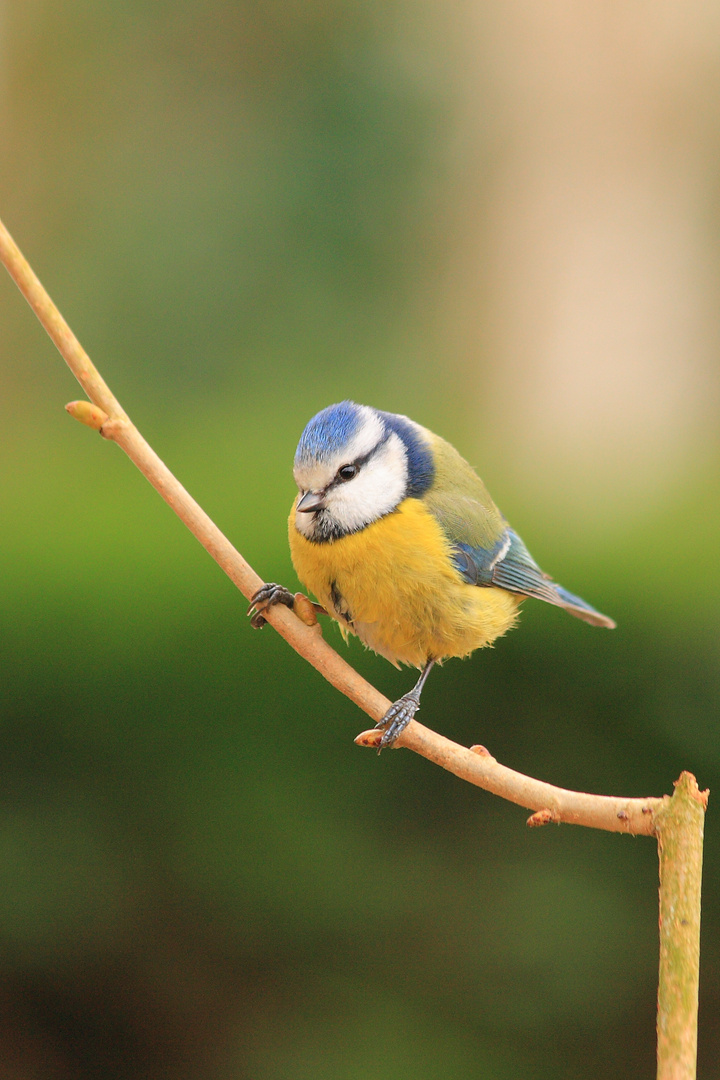 Mésange bleue