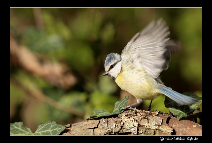 mésange bleue