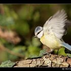 mésange bleue