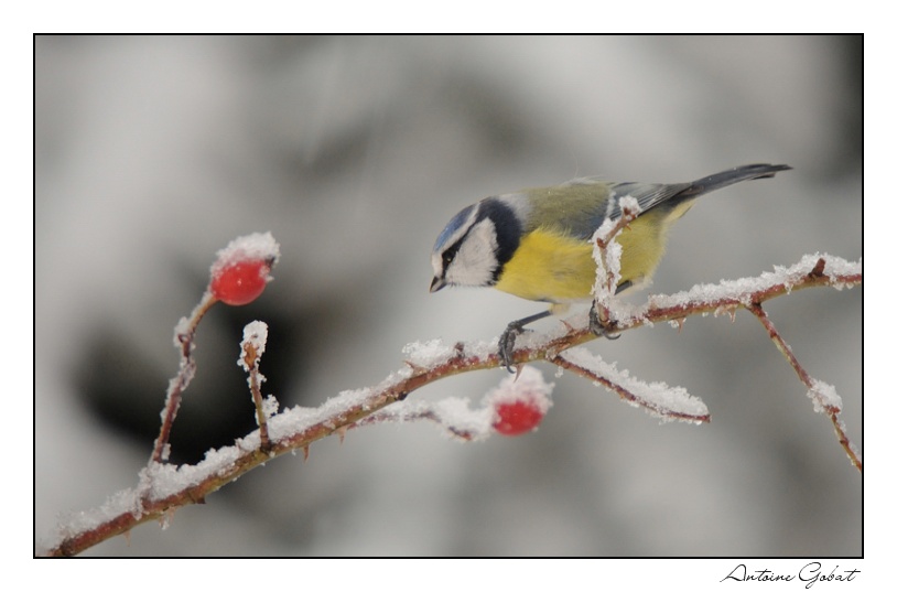 Mésange bleue