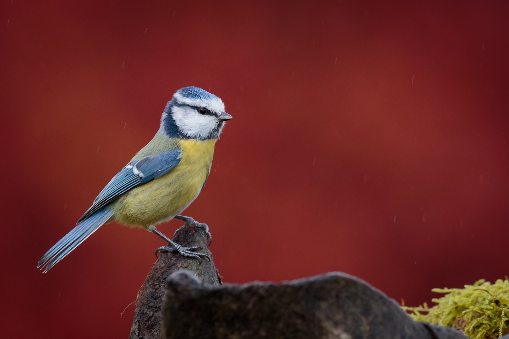 Mésange bleue,