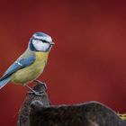 Mésange bleue,