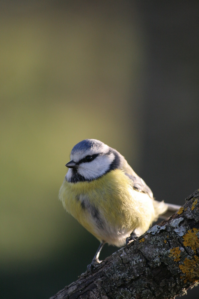 mésange bleue