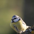 mésange bleue