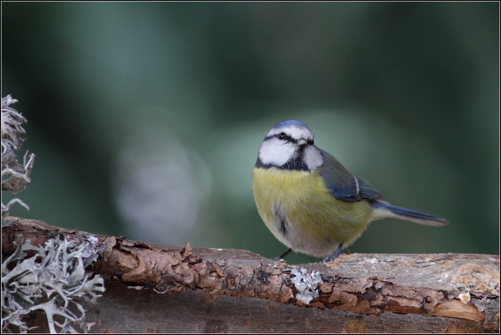 Mésange bleue