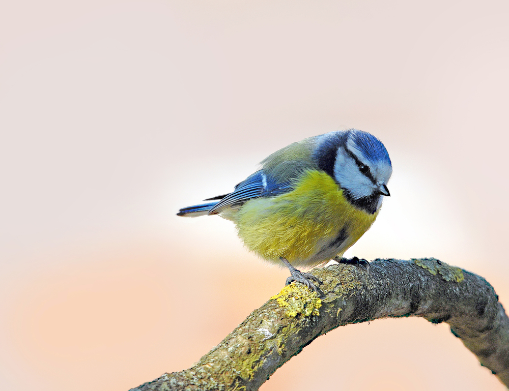 Mésange bleue