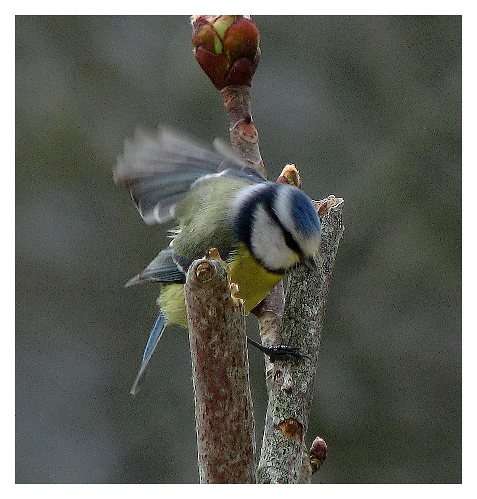 Mésange bleue