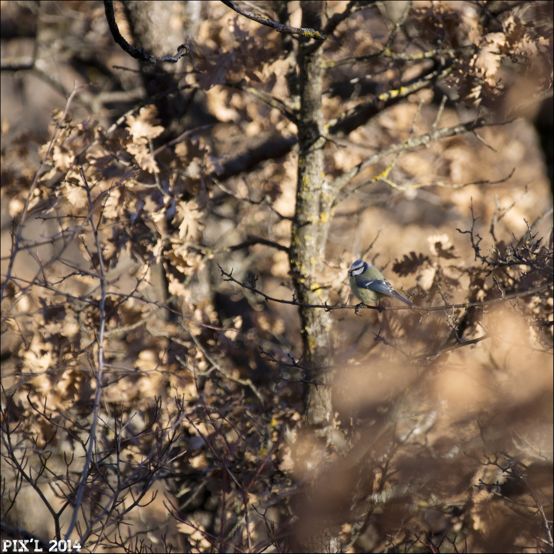 Mésange Bleue