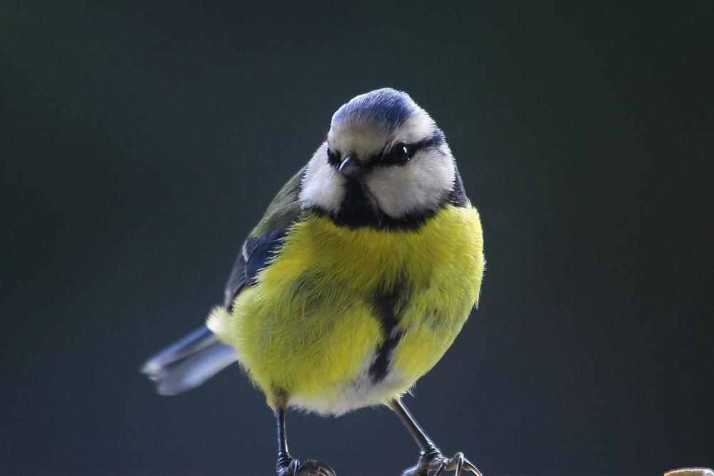 Mésange bleue