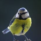 Mésange bleue