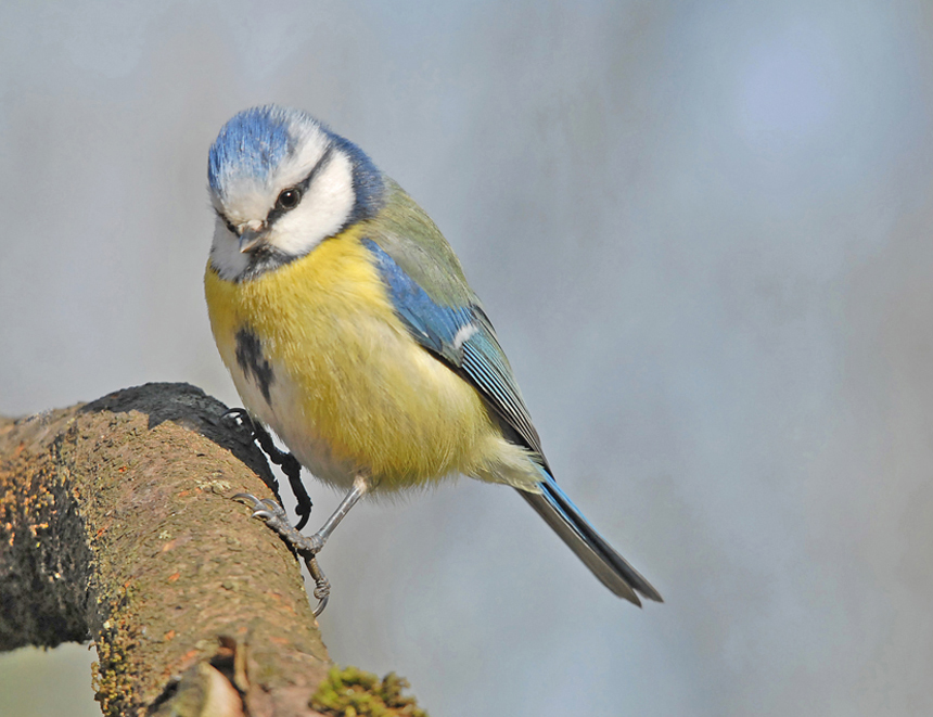 Mésange bleue