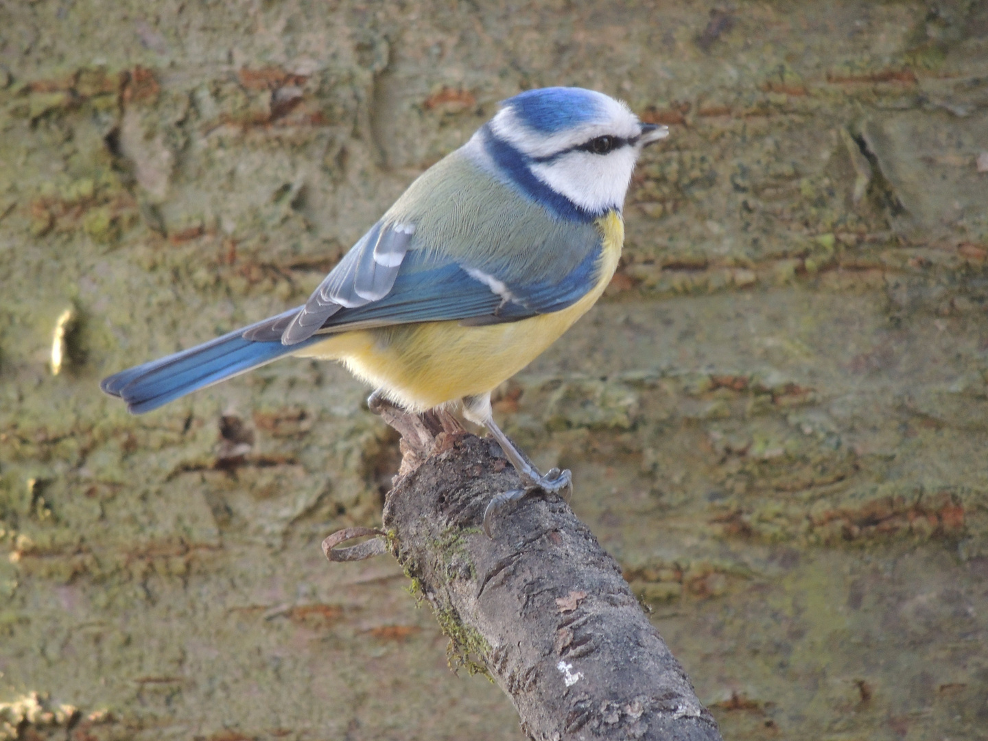 Mésange bleue