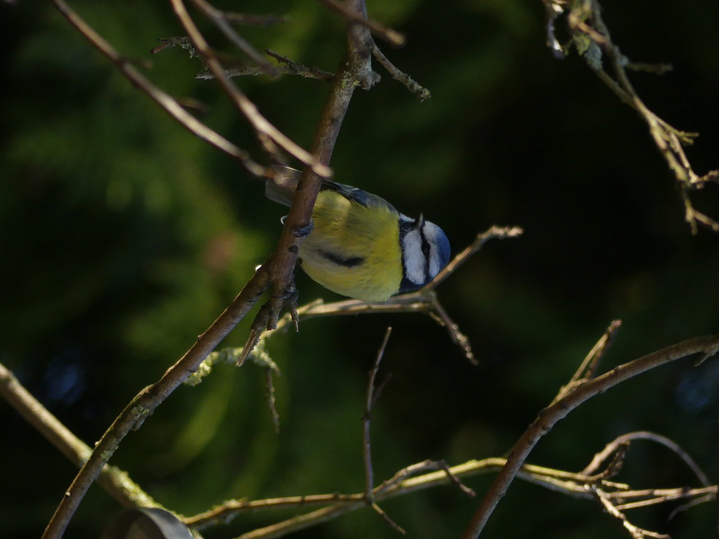 Mésange bleue