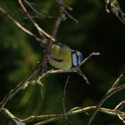 Mésange bleue