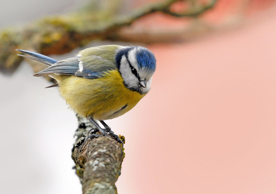 Mésange bleue