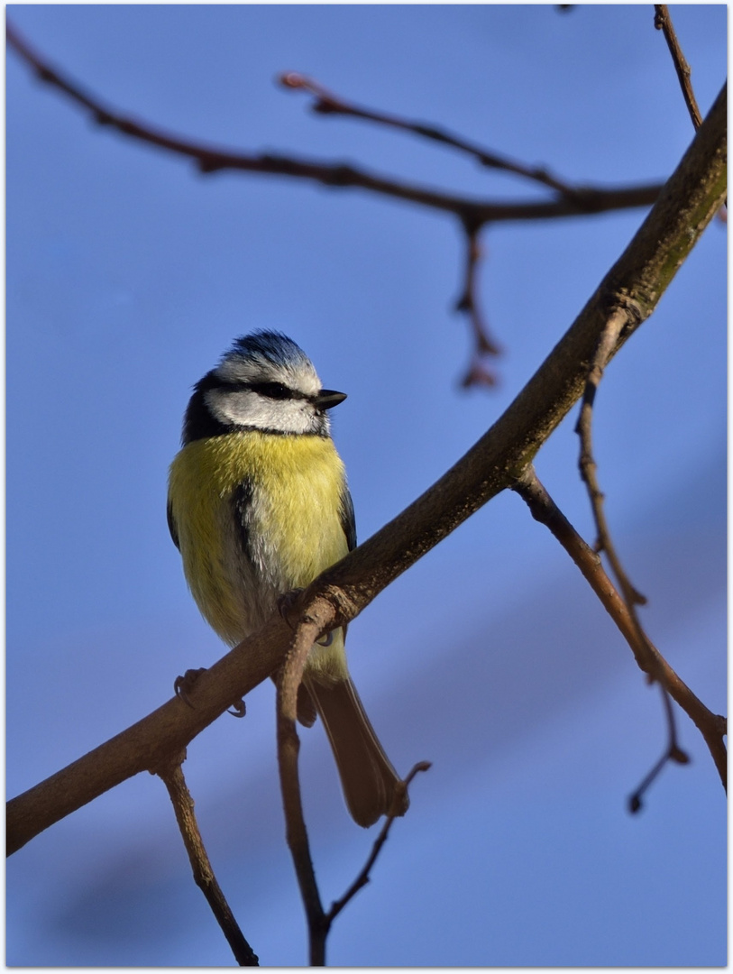 Mésange bleue