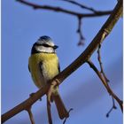 Mésange bleue