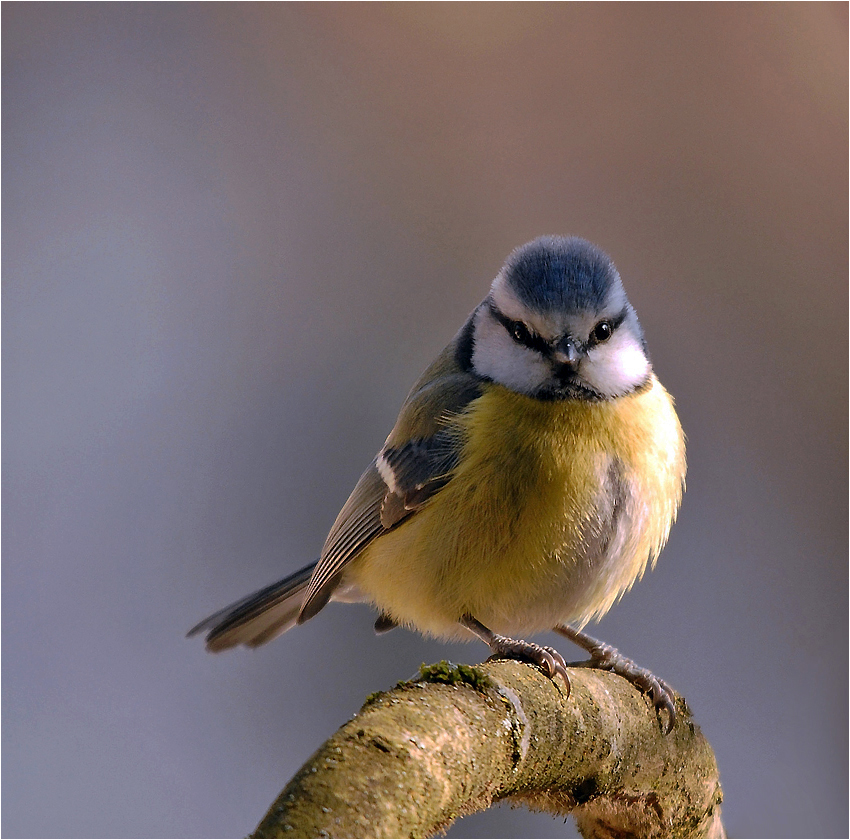 Mésange bleue