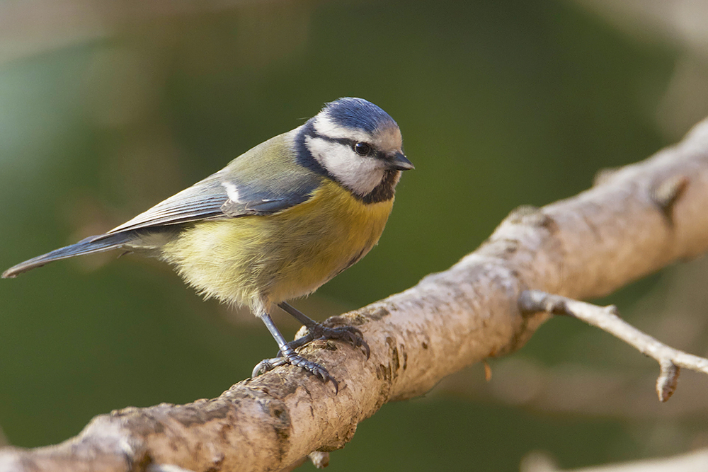 Mésange bleue