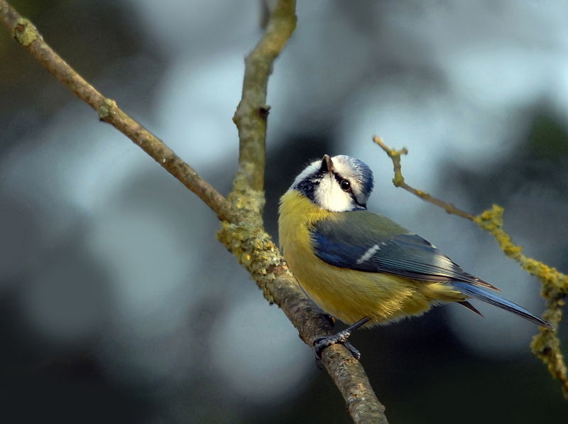 Mésange bleue