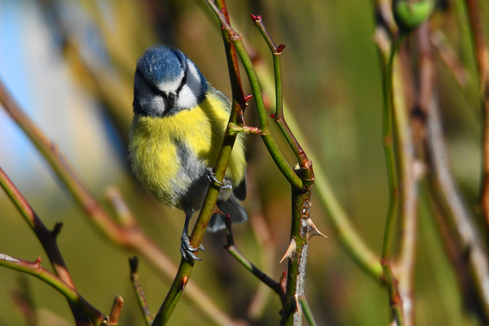 Mésange bleue