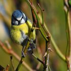 Mésange bleue