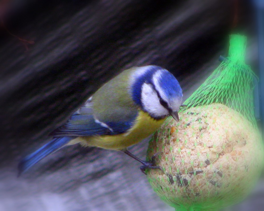 Mésange bleue