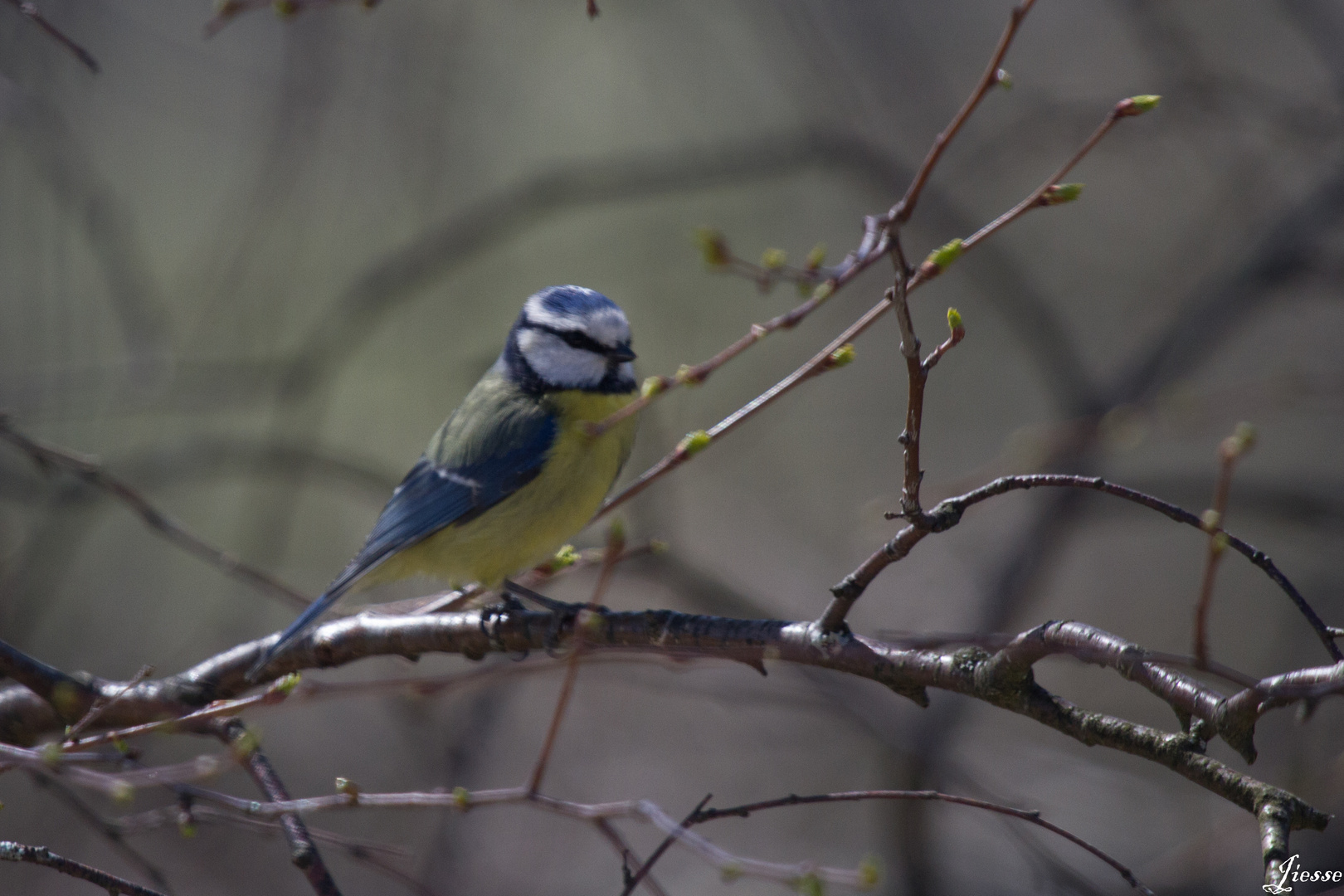 mésange bleue