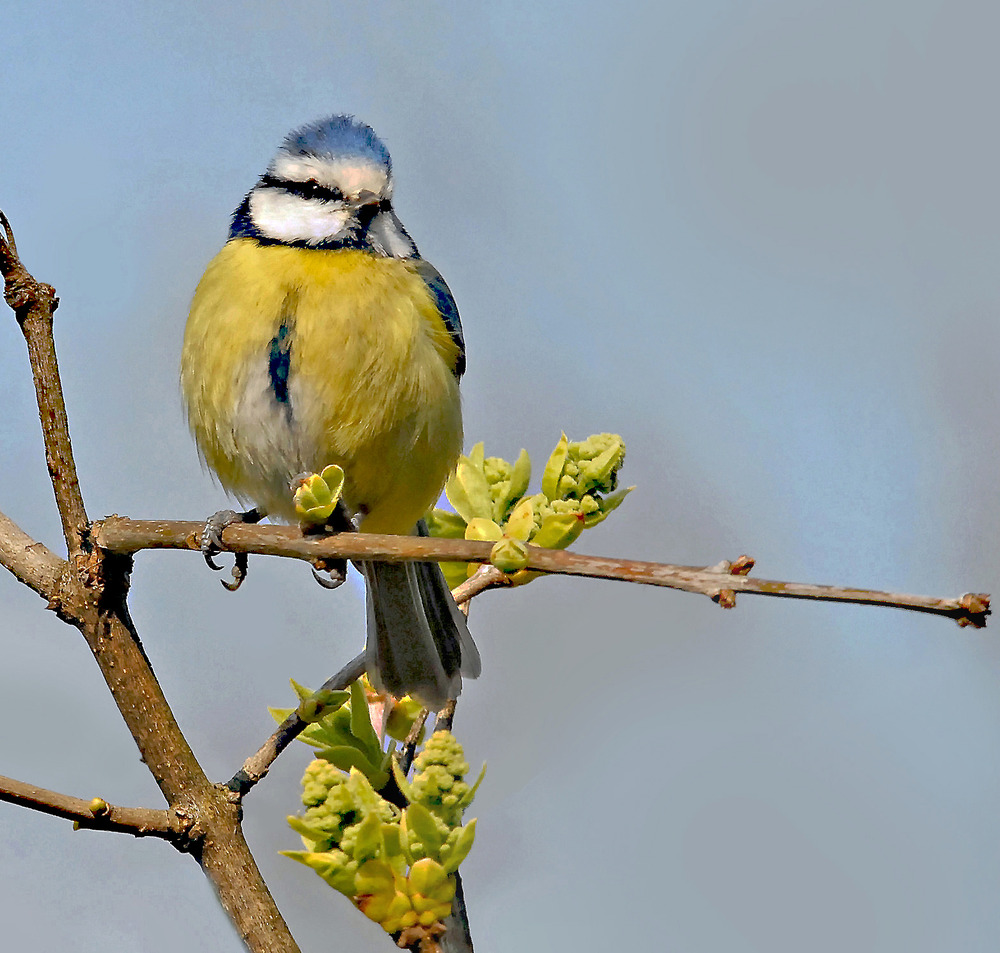 Mésange bleue