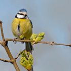 Mésange bleue