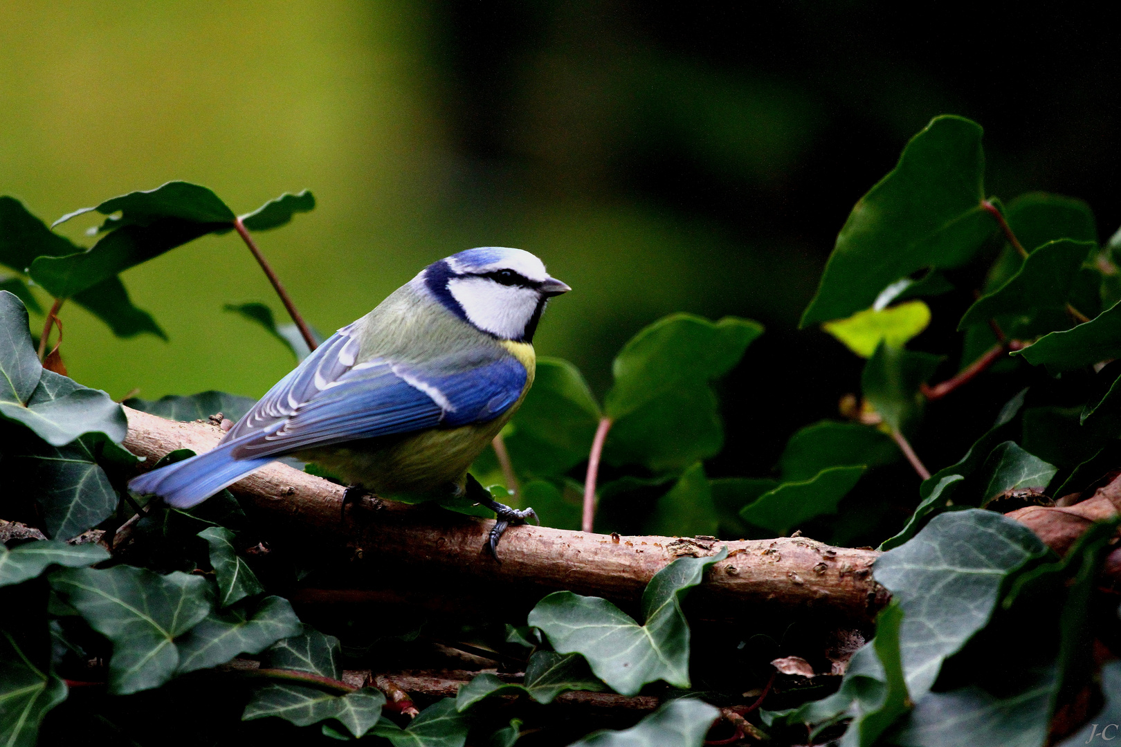 " Mésange bleue "