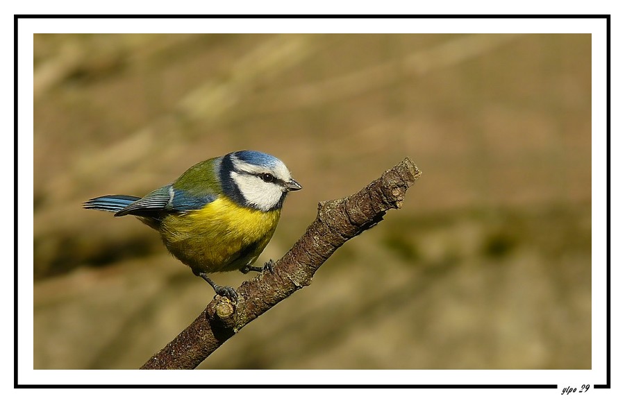 Mésange bleue