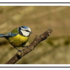 Mésange bleue