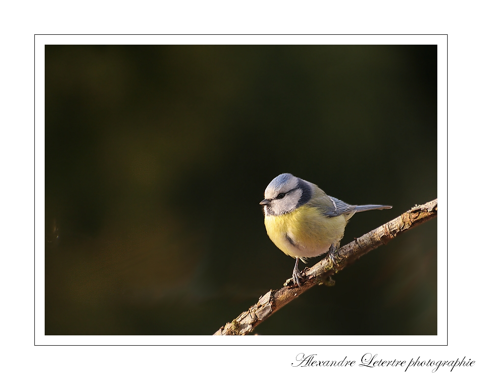 mésange bleue