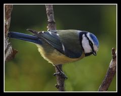 " Mésange bleue " 9