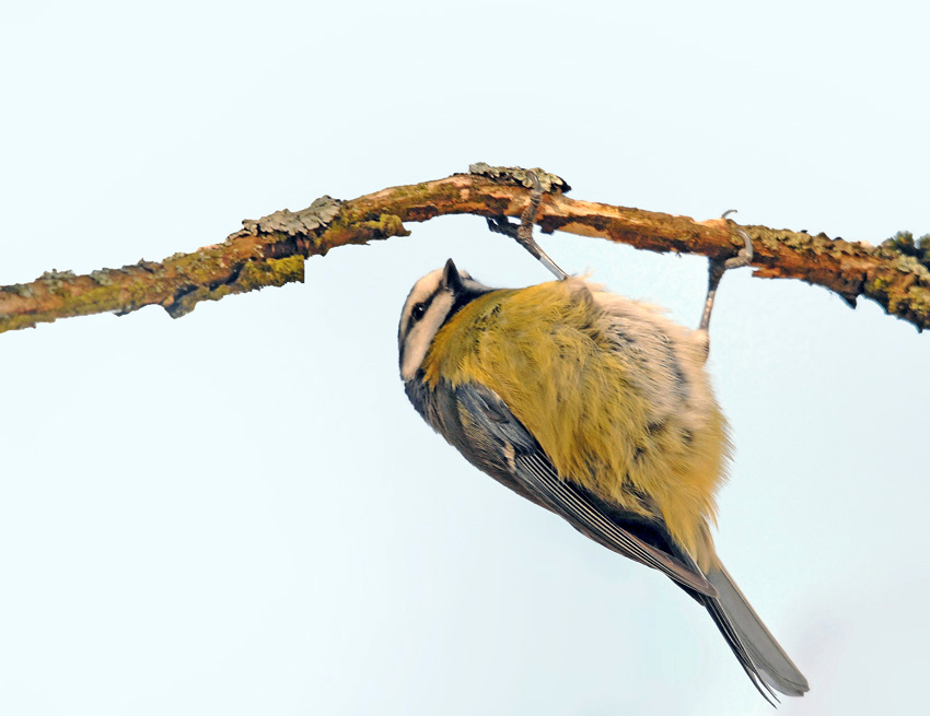 Mésange bleue