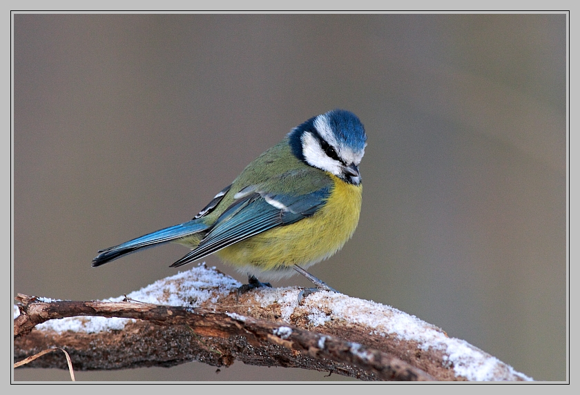 Mésange bleue