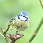 Mésange bleue