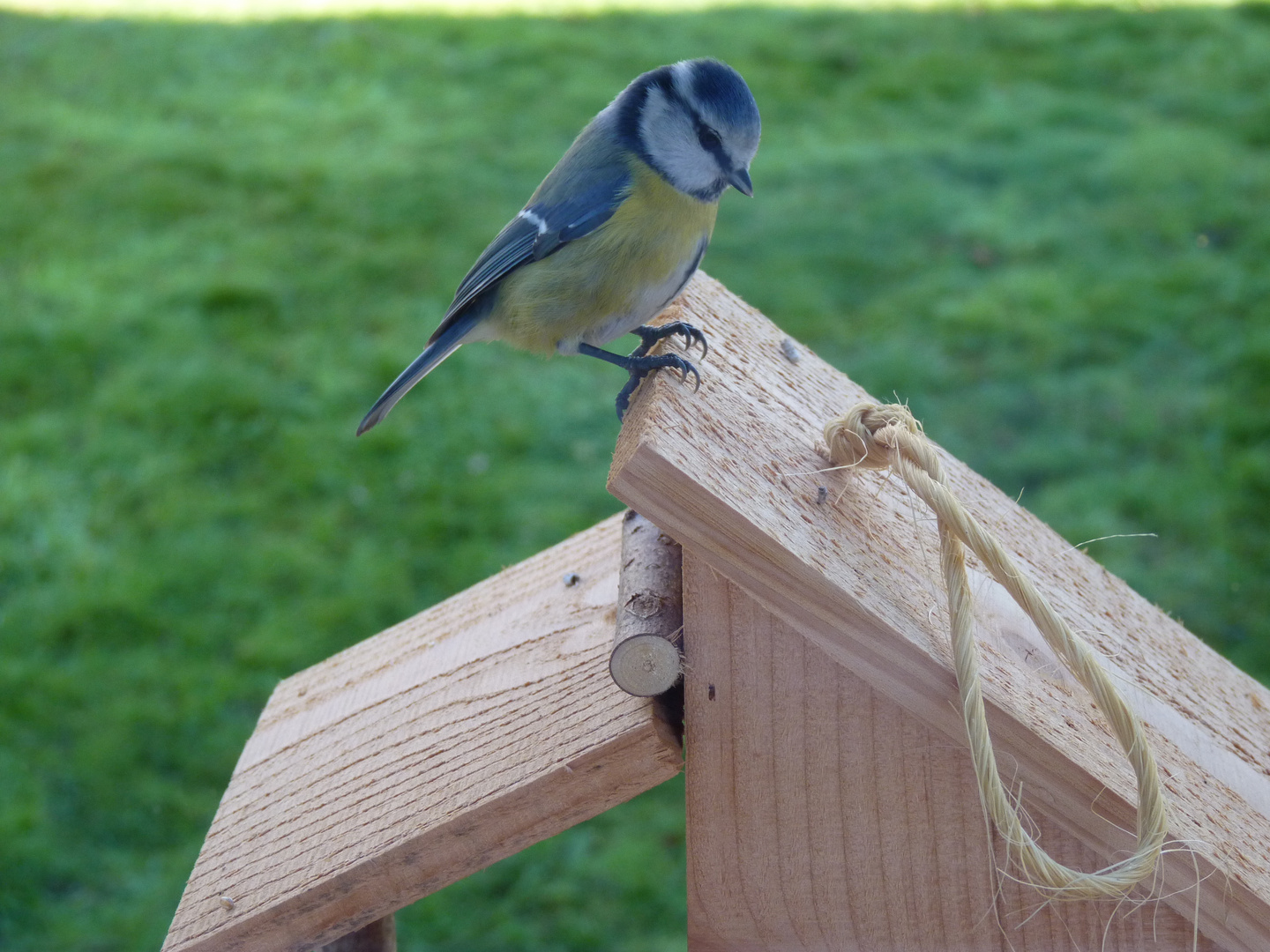 Mésange bleue