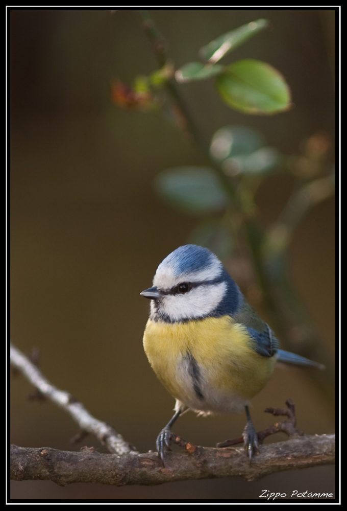 Mésange bleue