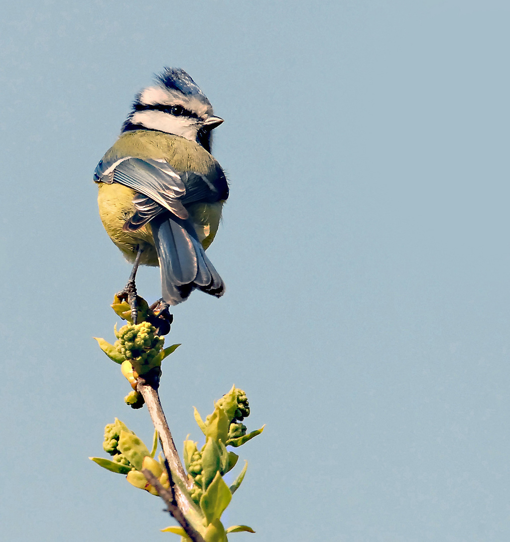 Mésange bleue