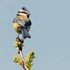 Mésange bleue