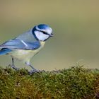 Mésange bleue