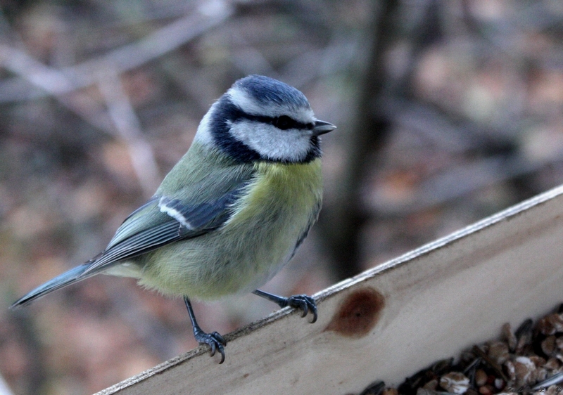 mésange bleue