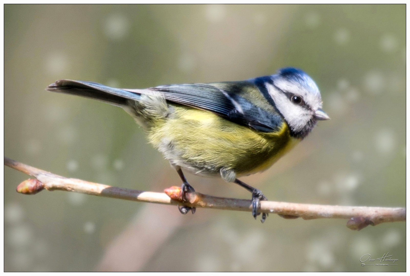 Mésange Bleue